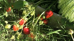 Сорт клубники Вима Рина