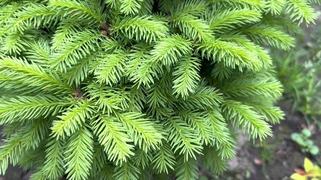 КАК МЕНЯЕТСЯ НАШ САД С ПОЯВЛЕНИЕМ ВЕСЕННИХ ПРИРОСТОВ ХВОЙНЫХ РАСТЕНИЙ И НОВЫМ ЦВЕТЕНИЕМ ДР. РАСТЕНИ смотреть онлайн