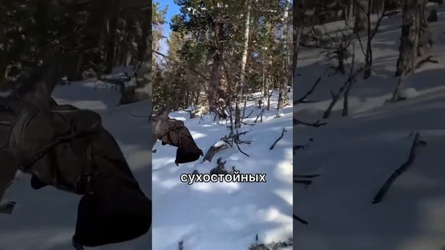 От чего умирают деревья?? #кело #деревянныйдом #сухостойнаясосна #баняизбревна #баня #shorts