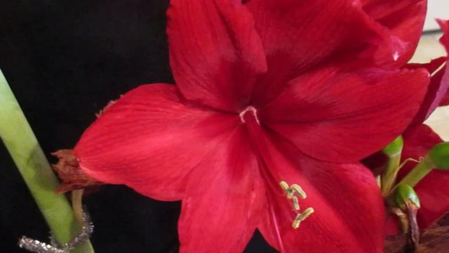 Magical Touch Amaryllis Hippeastrum смотреть онлайн