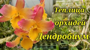 Теплица орхидей, Дендробиум.