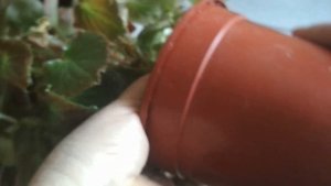 Бегония вечноцветущая - уход и пересадка в домашних условиях. //Begonia Vale of eternal blossoms.//