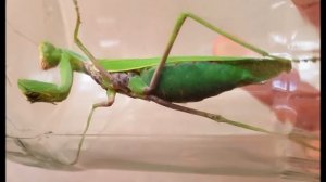 Хищный богомол безжалостно сжирает живого кузнечика