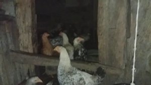 Мои цыплятки умостились на ночлег!!