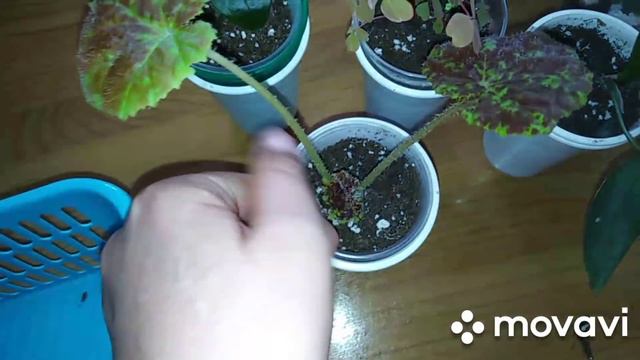 Комнатные цветы .  Крайние цветочные новинки с выставки.