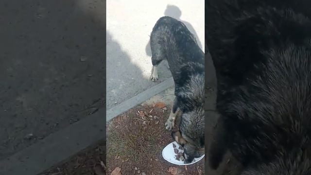 Собаку Альфу,сегодня покормила хорошо.У неё шерсть густая.#спасение_и_помощь #собакадругчеловека смотреть онлайн