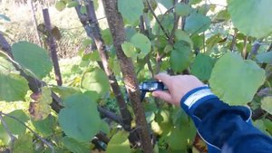 Надежный сучкорез для сада FISKARS L74.mp4