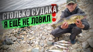 Рыбалка на донки.Эта ЛУЧШАЯ насадка для ловли крупного судака.ЖОР СУДАКА в июне