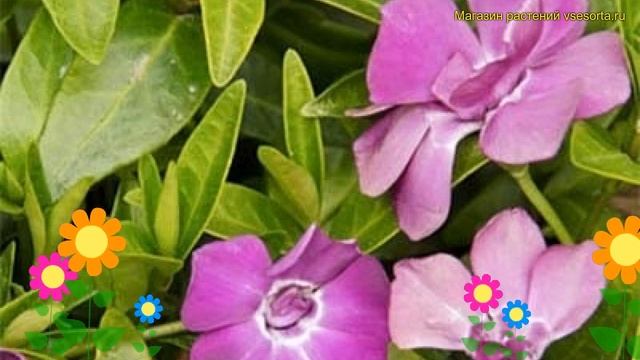 Барвинок малый Мультиплекс. Краткий обзор, описание характеристик vinca minor Multiplex