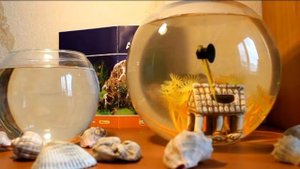 КАК ЗАВЕСТИ РЫБКУ/ТОП 8 ОШИБОК СРЕДИ АКВАРИУМИСТОВ