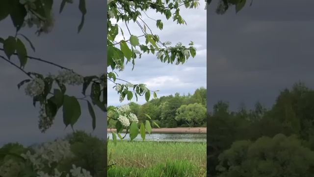 Прекрасный отдых на берегу спокойной реки летним пасмурным днём, АСМР.