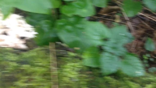 грибы (королевские опята) смотреть онлайн