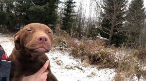 Щенки Питбуля 4,5 месяца #щенкипитбуля