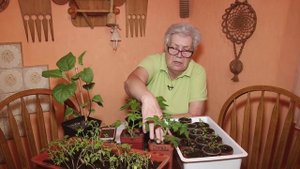 Голова садовая - Отчего такие дохлые томаты