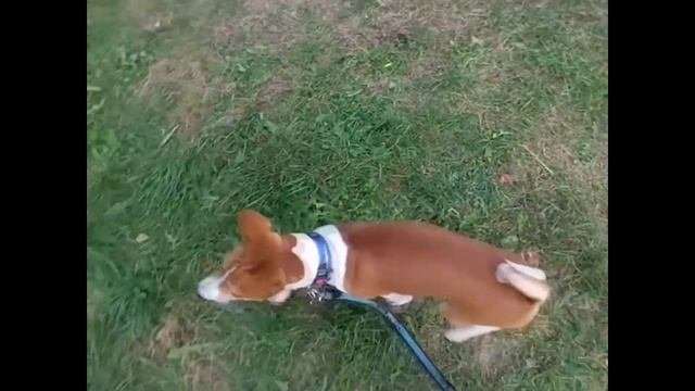 Порода собак басенджи.  Basenji Ronald.