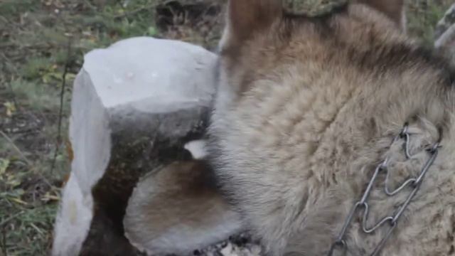 Западно-сибирская Лайка разговаривает ))
