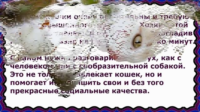 Турецкий Ван, Породы Кошек, описание, характер