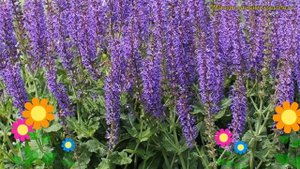 Шалфей дубравный Квин виолет блю. Краткий обзор, описание salvia nemorosa Queen Violet Blue