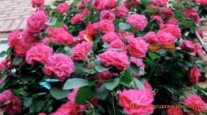 Роза парковая Кримсон Винтер Джевел (rose) ? обзор: как сажать, саженцы розы Кримсон Винтер Джевел