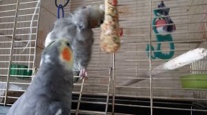 Корелла самец поет своей самочке