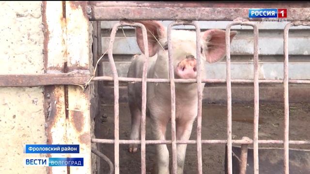 Сотрудники Россельхознадзора проверяют условия содержания свиней в ЛПХ