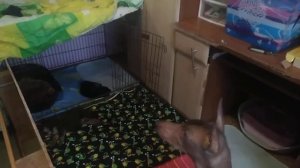 вольер для щенков своими руками.