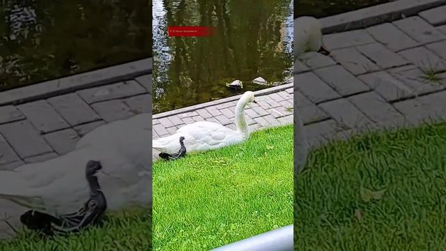 ГОМЕЛЬСКИЙ ДВОРЦОВО-ПАРКОВЫЙ АНСАМБЛЬ #вокругкрасотааа #хорошеенастроение