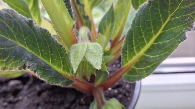 ГЛОКСИНИИ РОСТ И УХОД В ДОМАШНИХ УСЛОВИЯХ ИЮЛЬ 2023 смотреть онлайн