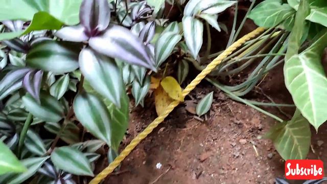 New Plant Collection & Latest Addition to my Garden|Home Garden|Outdoor Plants|My Favourite Plants🍀