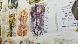 Брюшина . органы брюшной полости .