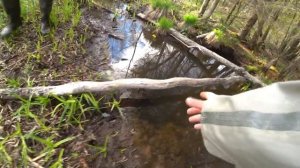 Проверка самодельных жерлиц в лесной реке.  Первая щука.