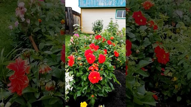 Георгина.? (Dahlia)