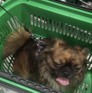 МАГАЗИН «ВЕРНЫЙ». ПОКАЗЫВАЮ, ЧТО МЫ КУПИЛИ