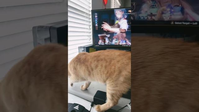 Honkai Star Rail cat reaction