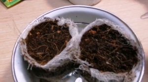 Посев калибрахоа и удачные всходы