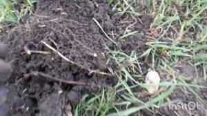 Фонит Эквинокс 800. Прошу дельного совета от профи... раньше такого не было. Глючит периодически