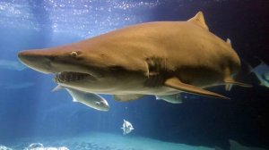 АКУЛЫ ХАРАКТЕРИСТИКА | СТРОЕНИЕ АКУЛЫ | СКОЛЬКО ЗУБОВ У АКУЛЫ