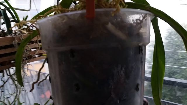 Орхидеи типа Ванда. Почему я сейчас содержу их в горшках.В мешочках- osmocote. смотреть онлайн