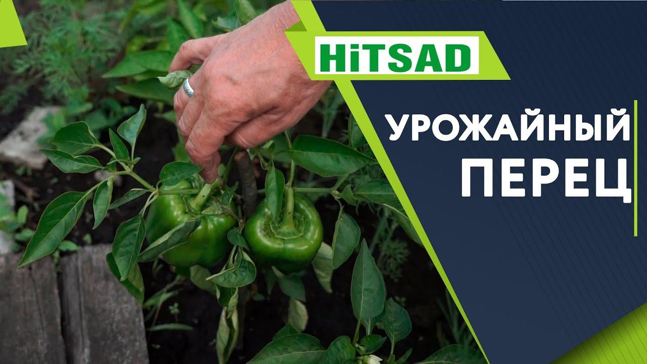 Урожайный Перец ️ Ускоряем плодоношение перца ️ Уход За Перцем Летом ️