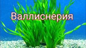 Валлиснерия. Уход , содержание, разведение.