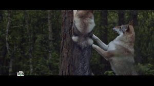 Заповедный спецназ 2 на НТВ