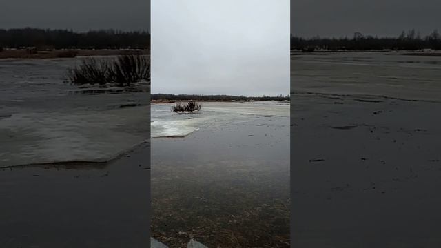 Трясогузка появилась в наших краях