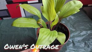 Owen's Outrage коллекционный сорт хосты... яркие красные черешки и невероятно красивый цвет листьев