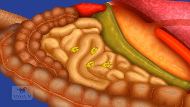 The Equine Digestive System смотреть онлайн