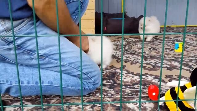 Питомник шпицев Из Дома Цикиной!  Мальчики окрас белый .