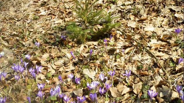 Цветет шафран Гейфеля в Карпатах смотреть онлайн