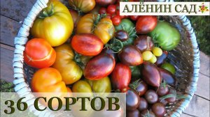 36 сортов томатов для теплицы / ЛУЧШИЕ ТОМАТЫ С ДЕГУСТАЦИЕЙ!!!