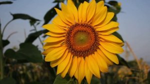 Sunflower, Подсолнух,Canon 550D