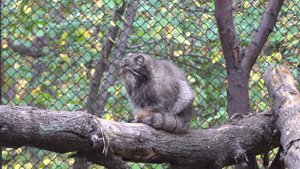 Манул Эрл ставит лапки на хвост. 27.09.2022