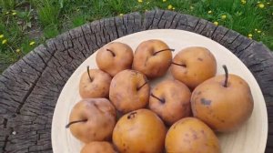 Сколько хранятся азиатские груши. Груша сорт Хосуи (pear Hosui)